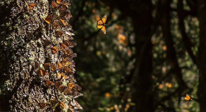 5 Santuarios De La Mariposa Monarca Que Debes Visitar Antz Tours Revista